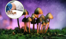 Hongos mágicos: la naturaleza inventó la psilocibina dos veces y los científicos aún no saben por qué