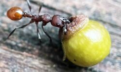 El descubrimiento de un niño de 8 años en su patio trasero literalmente cambió la biología para siempre
