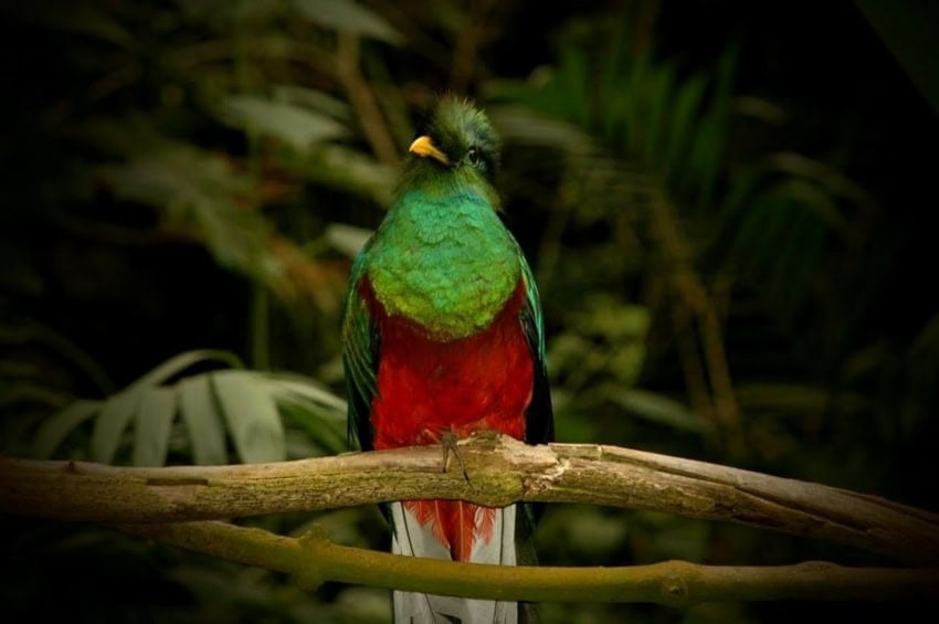 pájaro quetzal
