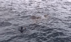 ¡Impactante! Infantes de Marina se lanzan por la borda al ver lo que había en el agua