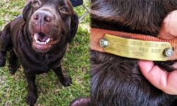 Le dan de comer a un perro callejero hasta que un día leen la placa de su collar: el secreto que revela te dejará sin aliento