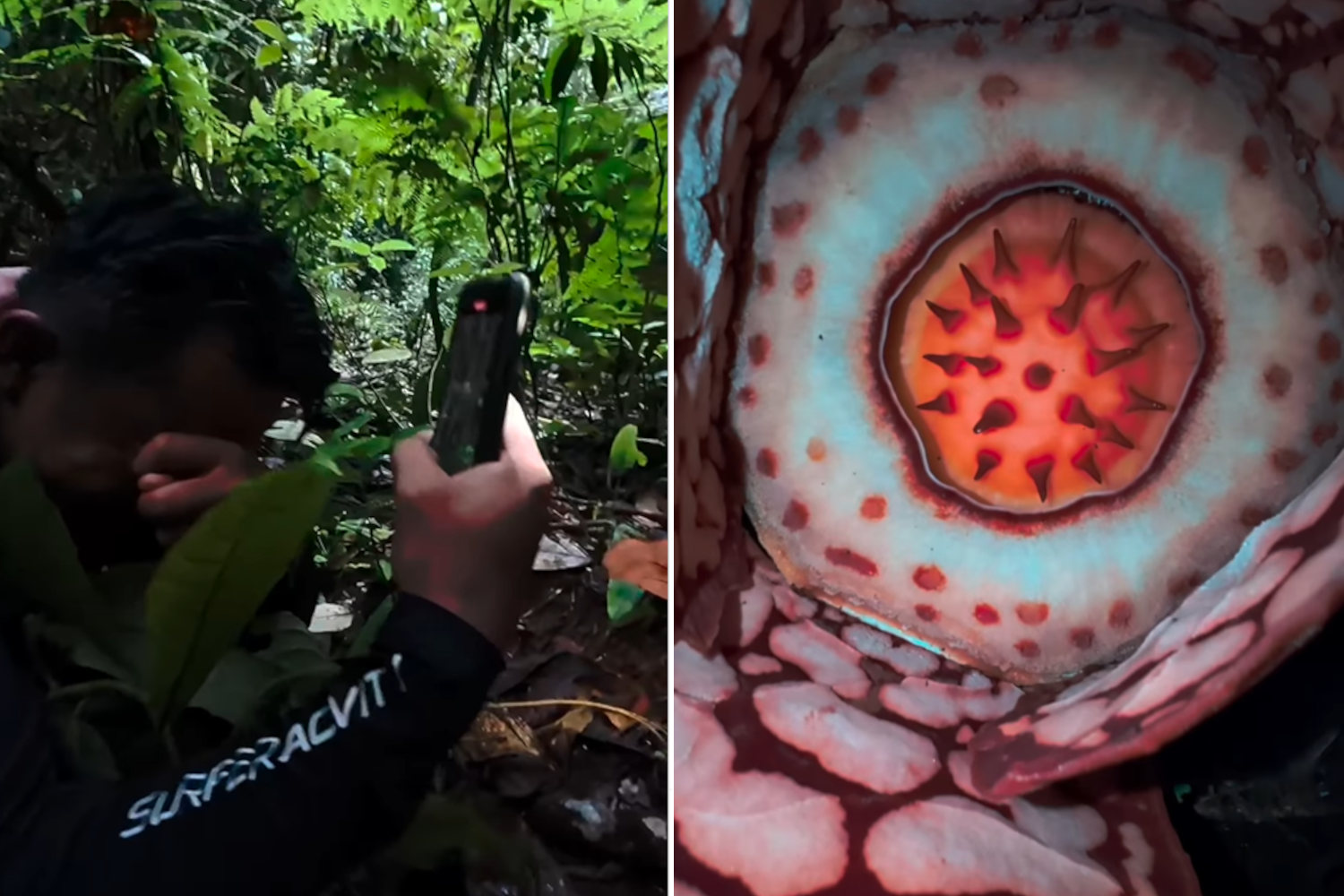 Trovano Rafflesia hasseltii