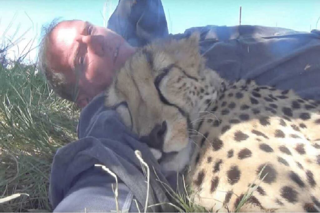 Voluntario interactuando con guepardo en santuario
