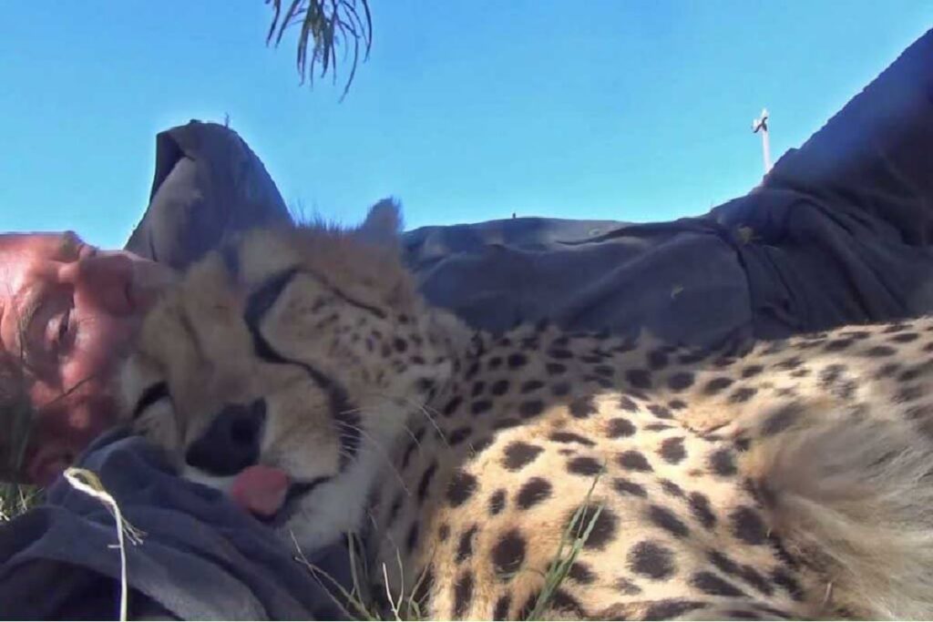 Momento capturado entre gueparda y fotógrafo