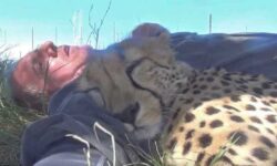 La siesta más inolvidable: un fotógrafo de vida salvaje despierta bajo un árbol con un guepardo dormido pegado a él