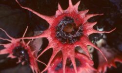 El hongo del terror, que parece salido de Stranger Things y se parece al Demogorgon, realmente existe (y huele a muerte)