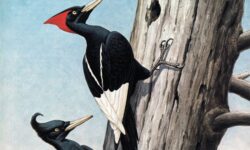 La caza del ave más rara de México… que tal vez ni siquiera exista