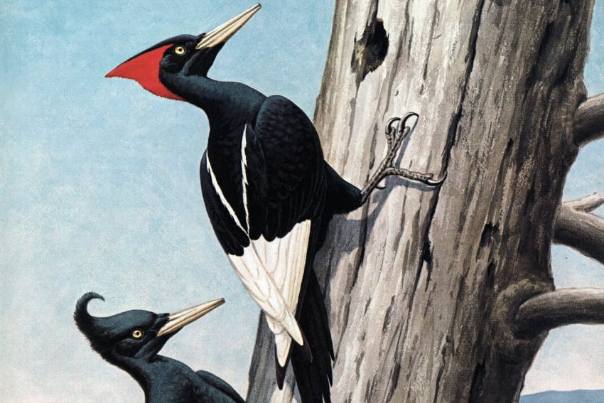 Imperial woodpecker