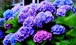 Adiós definitivo a las hortensias: la impactante razón por la que los jardineros expertos las desaconsejan
