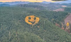 Cada otoño este smiley gigante aparece entre los árboles de un bosque (y hace sonreír a quien lo ve)