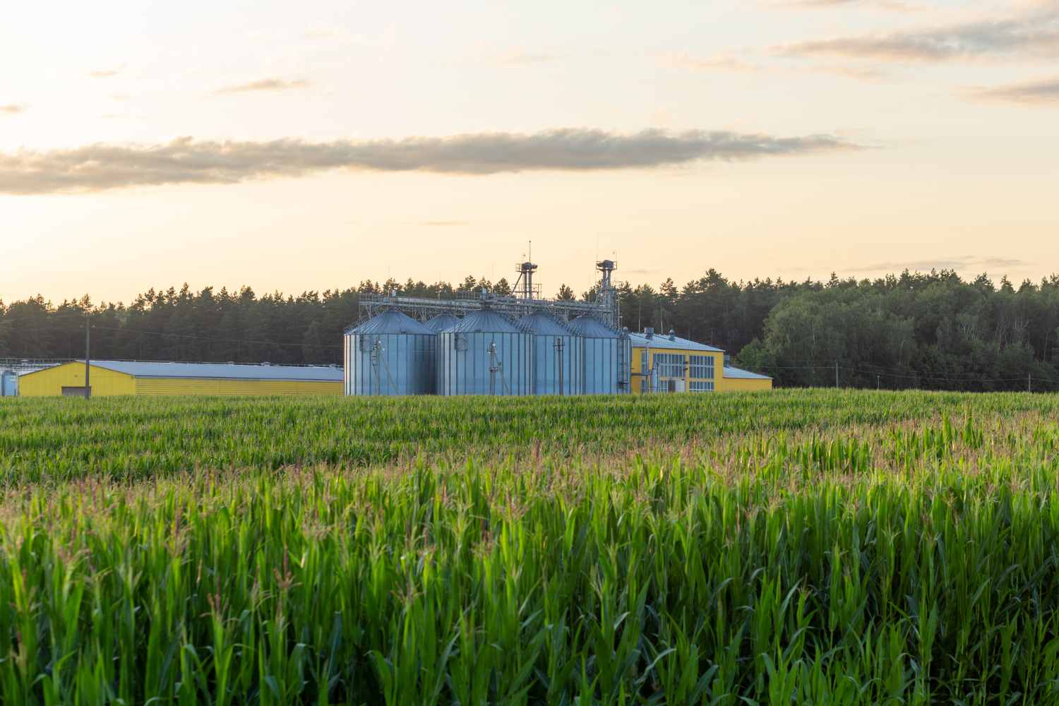 La Comisión de la UE presenta la nueva estrategia para la bioeconomía: 2.700 millones de euros y 17 millones de empleos