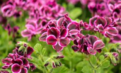 La planta antimosquitos más eficaz que perfuma y embellece tu balcón: ¡plántala ya y olvídate de las picaduras!