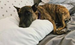 Papá no puede contener la emoción al recibir en casa a un perro adoptado: el momento más conmovedor del año