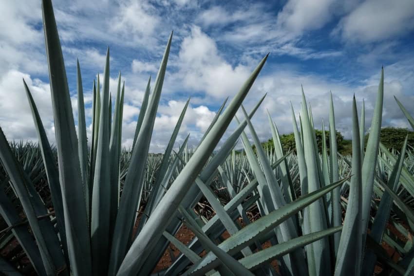 Campos de agave en Jalisco