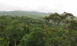 La traición de los bosques tropicales: de aliados a enemigos del clima