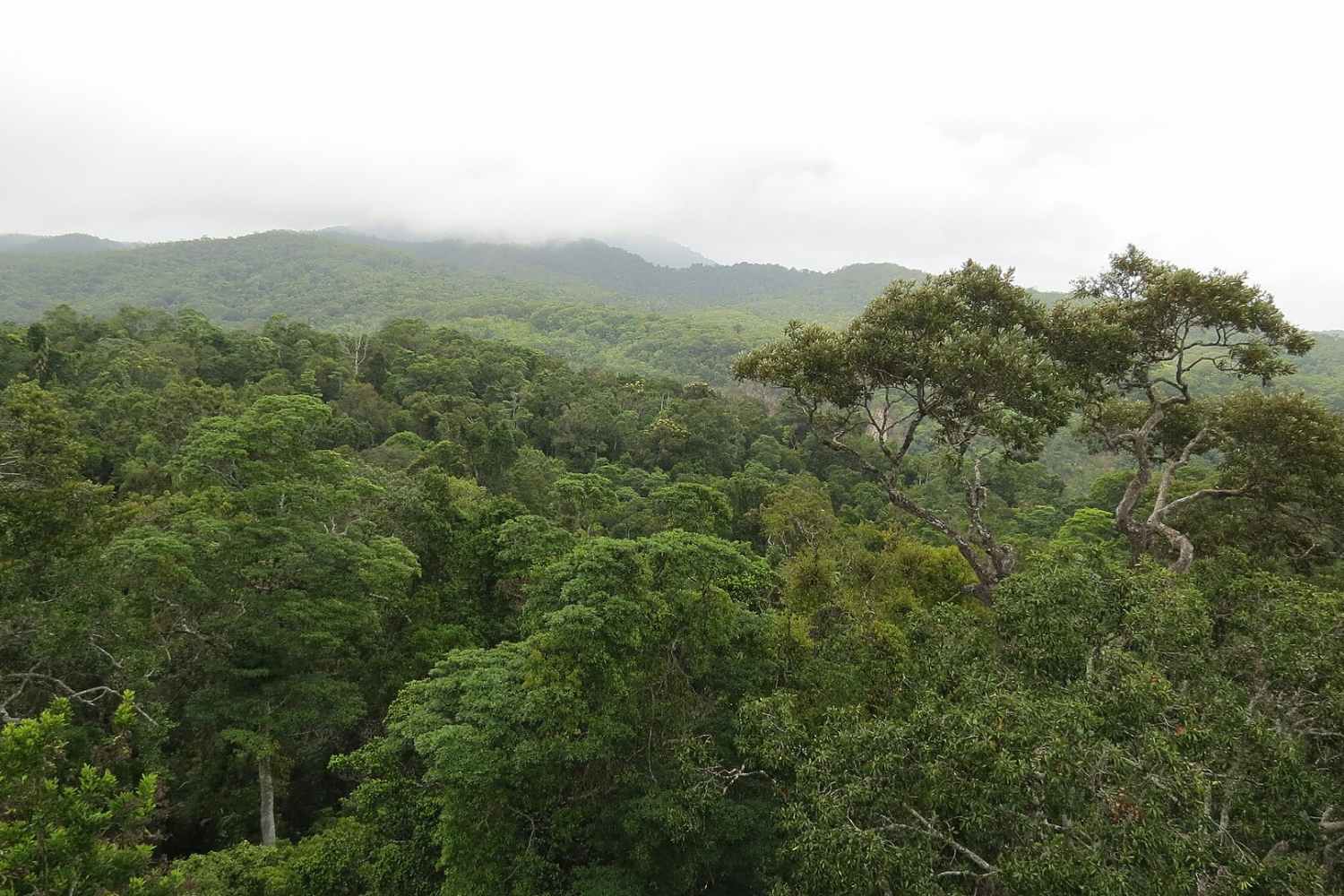 La traición de los bosques tropicales: de aliados a enemigos del clima