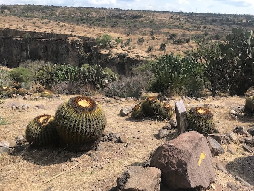 Cactus y El Charco del Ingeniero, San Miguel de Allende