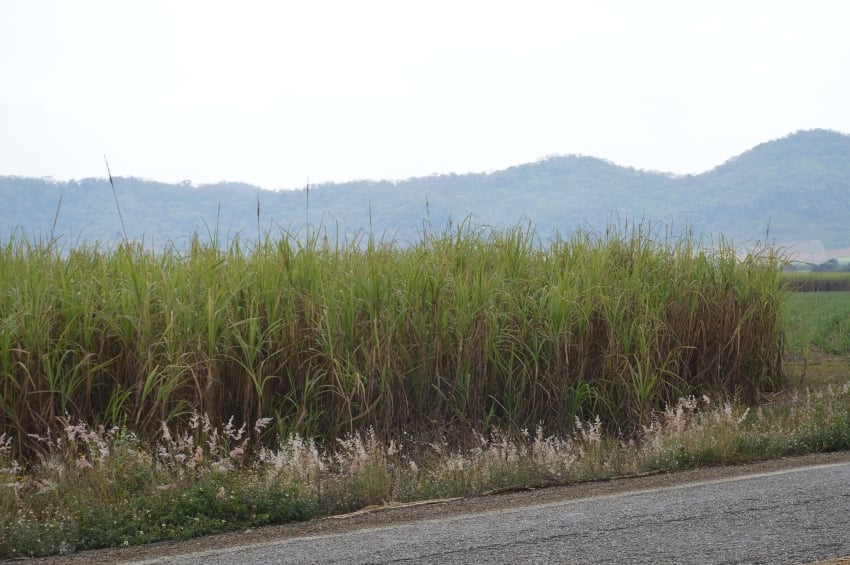caña de azúcar en Oaxaca