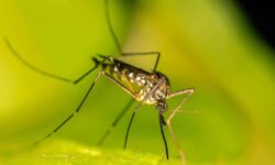 Investigadores han encontrado una forma eficaz de exterminar mosquitos gracias a un hongo que vive en el suelo