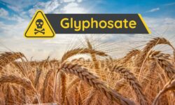 Después de 25 años, uno de los estudios más importantes sobre la seguridad del glifosato ha sido retirado (Monsanto estaba detrás)