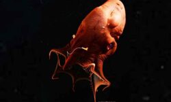 Los científicos extraen ADN del ‘calamar vampiro del infierno’ y descubren un secreto de 300 millones de años