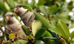 ¿Tiene problemas para hacer nuevos amigos? Sigue el ejemplo de los periquitos monjes