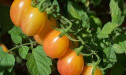 A los científicos les llevó una década crear un nuevo tomate de dos colores que crece en 70 días (y es absolutamente delicioso)