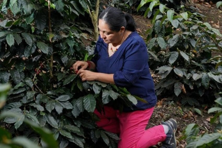 Ortega revisa sus frijoles