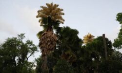 Vea la rara floración de las palmeras talipot en Río de Janeiro: solo florecen una vez en la vida