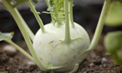 Las plantas usan la melatonina como arma secreta (y no para dormir)