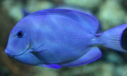 Más que silenciadores, una cámara acústica superpotente captura el sonido real de los peces bajo el agua