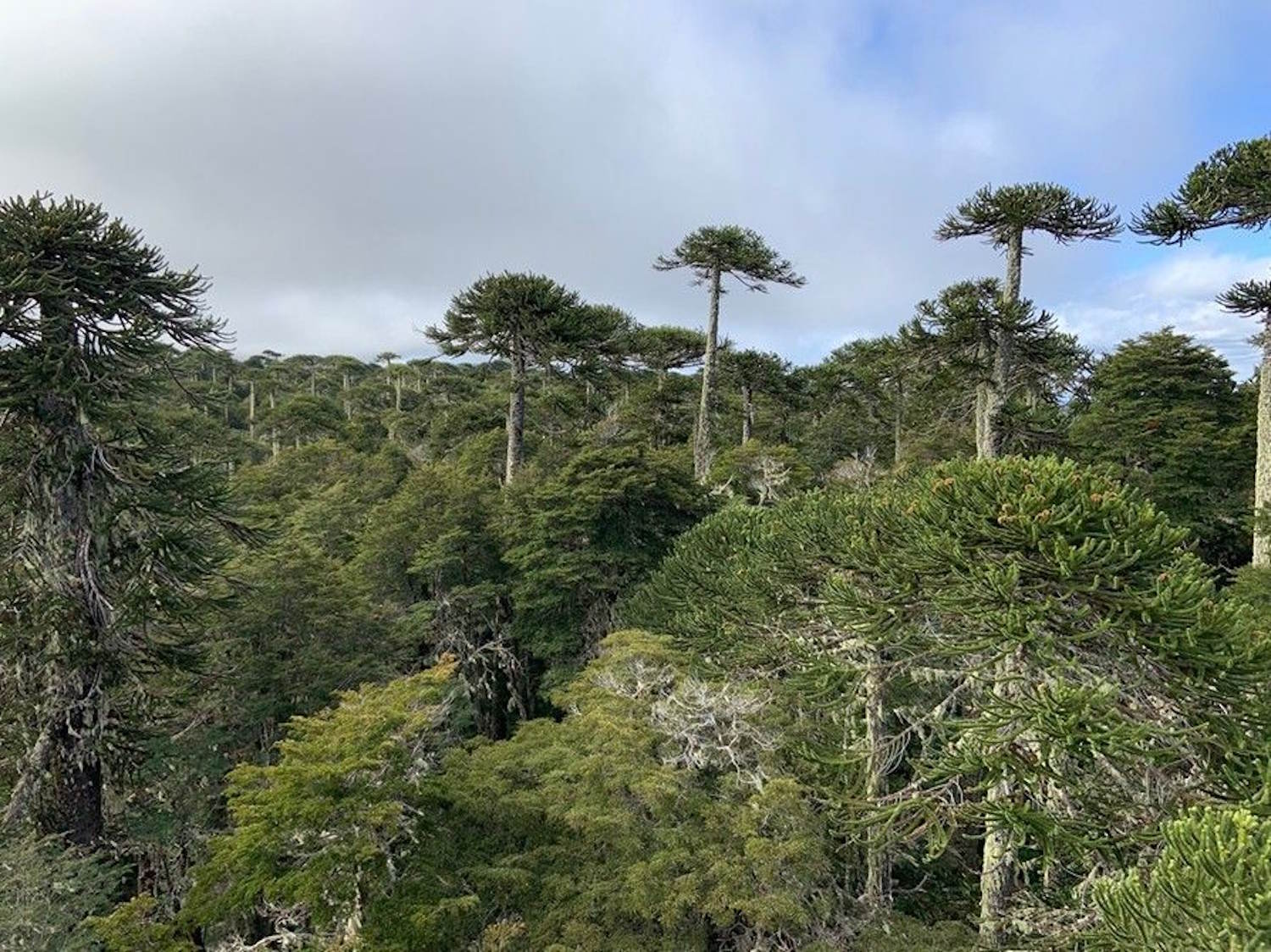 Suelo modificado por incendios forestales durante décadas