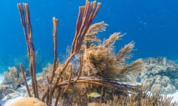 Hemos perdido casi la mitad del arrecife de coral del Caribe en menos de 50 años, informe de conmoción