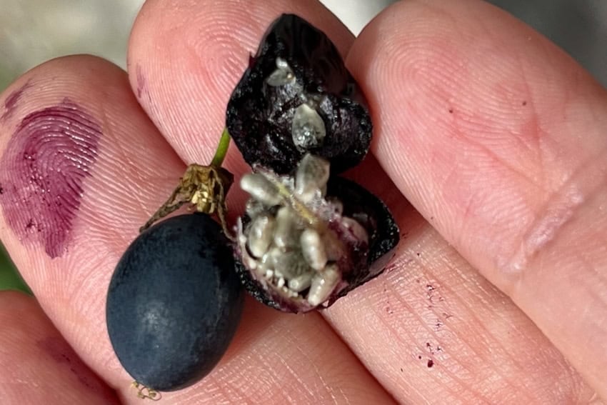 La maracuyá más pequeña