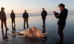Una misteriosa criatura marina aparece en una playa de Alicante y deja a los biólogos españoles completamente sorprendidos