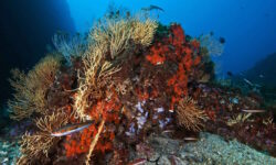 El maravilloso vídeo que revela el «arrecife de coral» escondido bajo el mar de Nápoles