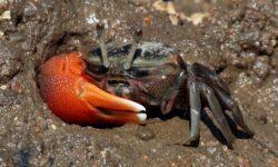 Un estudio muestra cómo estos pequeños cangrejos violinistas chupan y descomponen los microplásticos