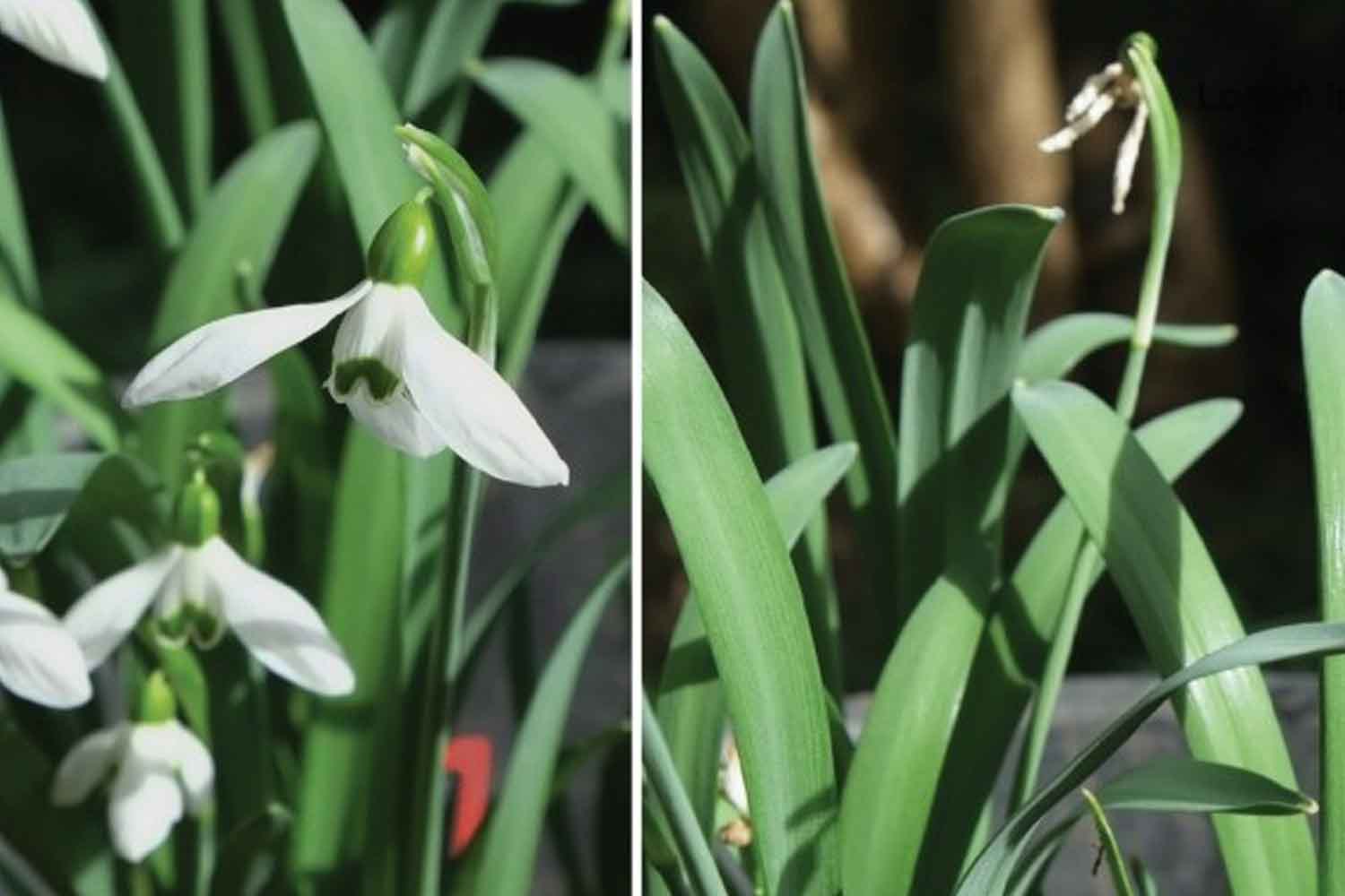 Galanthus subalpino
