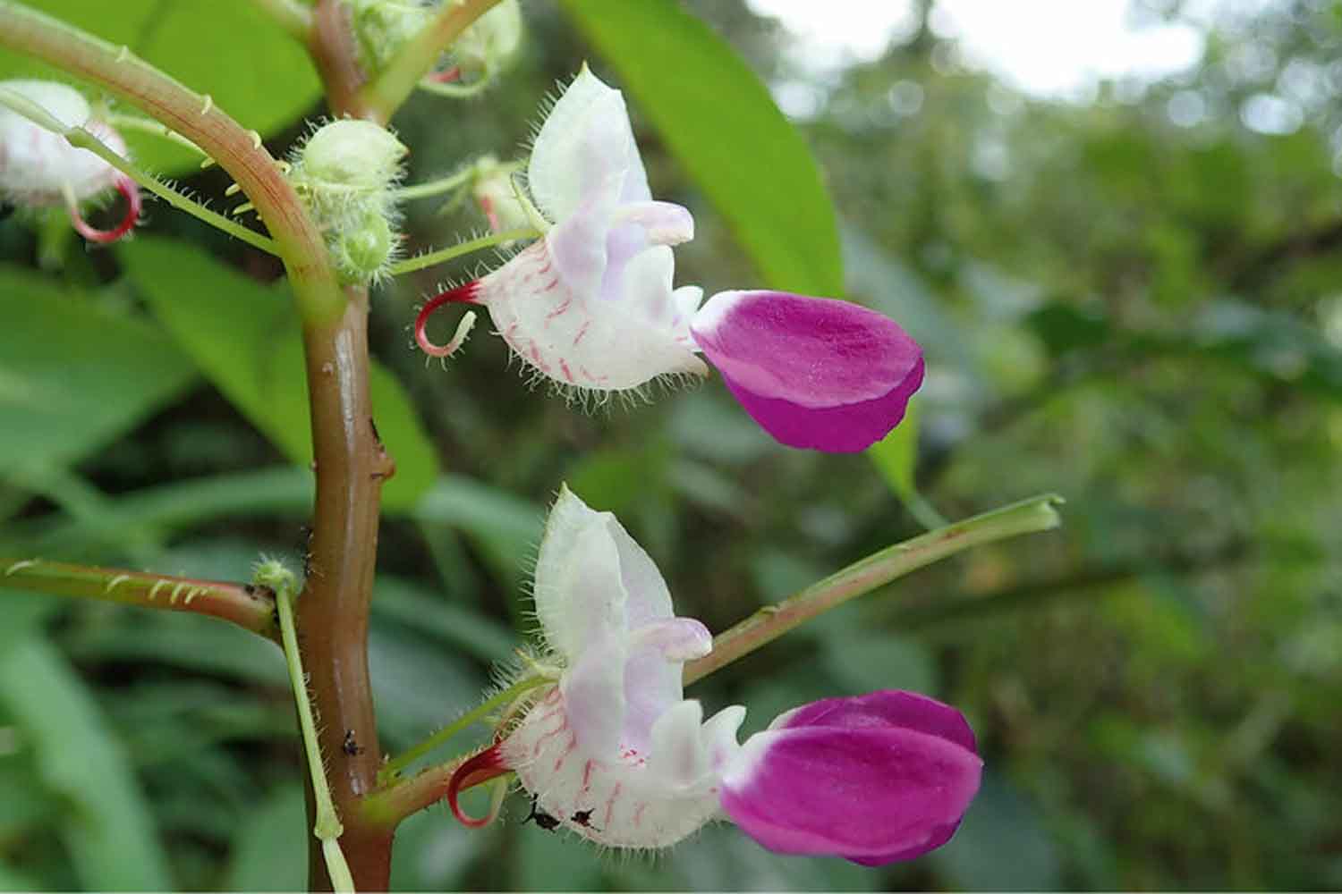 Impatiens banen