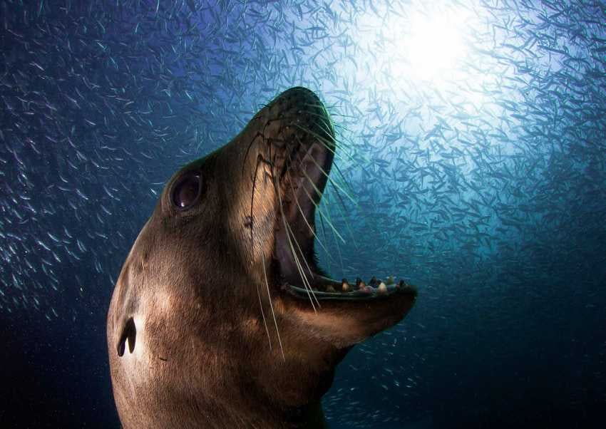 La extraordinaria fotografía de vida silvestre de Alejandro Prieto