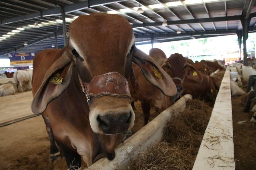 Vacas en un corral al aire libre en fila. El primero está mirando a la cámara.