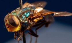 El gusano barrenador está llegando a las poblaciones de animales salvajes en México a medida que se propaga