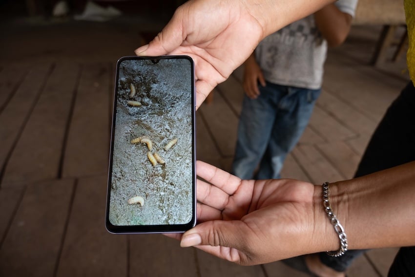 una foto del gusano barrenador del Nuevo Mundo (NWS) en Chiapas, México