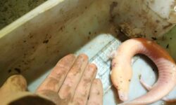 Parece una marioneta de goma, pero es el olm más grande de Italia surgido de la cueva Luftloch.