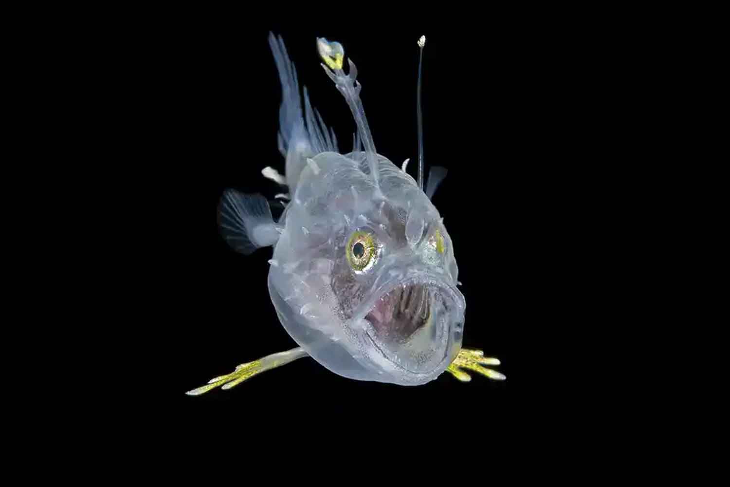 Steven Kovacs - Arte del océano