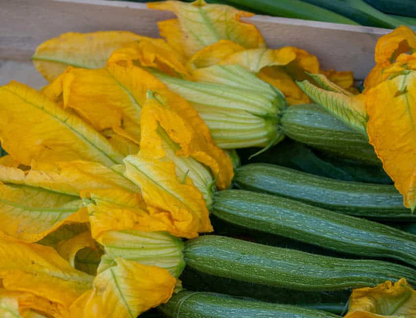 Fresh yellow squash blossoms attached to green zucchini, a staple ingredient for the best winter Mexican vegetable recipes like quesadillas de flor de calabaza.