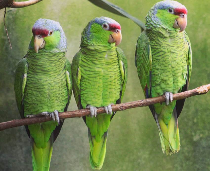 Amazonas de corona lila