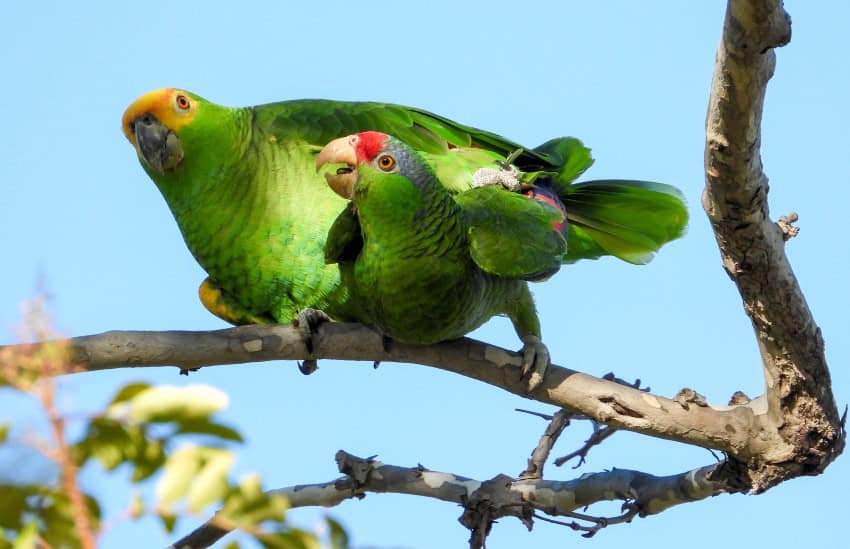 Loros amazónicos en California