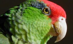 Un ave mexicana encuentra un hogar al norte de la frontera, pero el Amazonas de corona roja aún podría estar en peligro de extinción