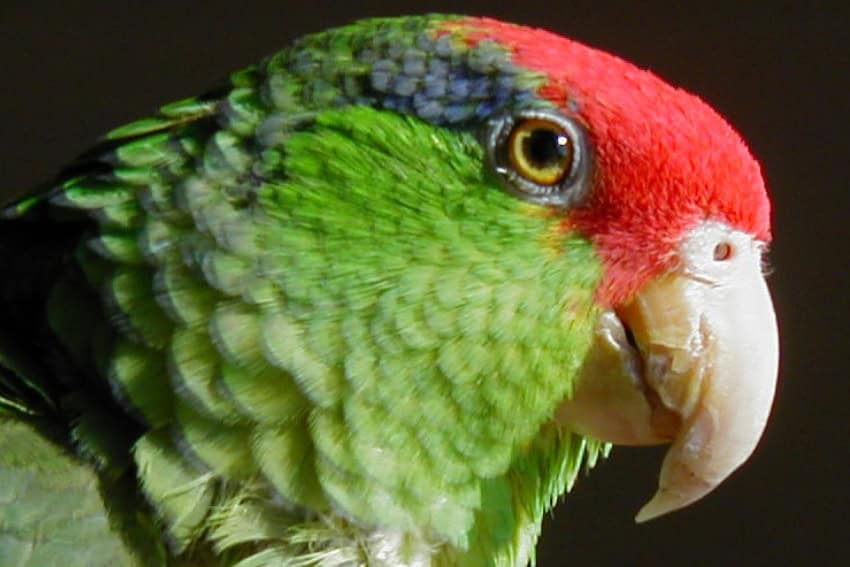 Red-crowned Amazon